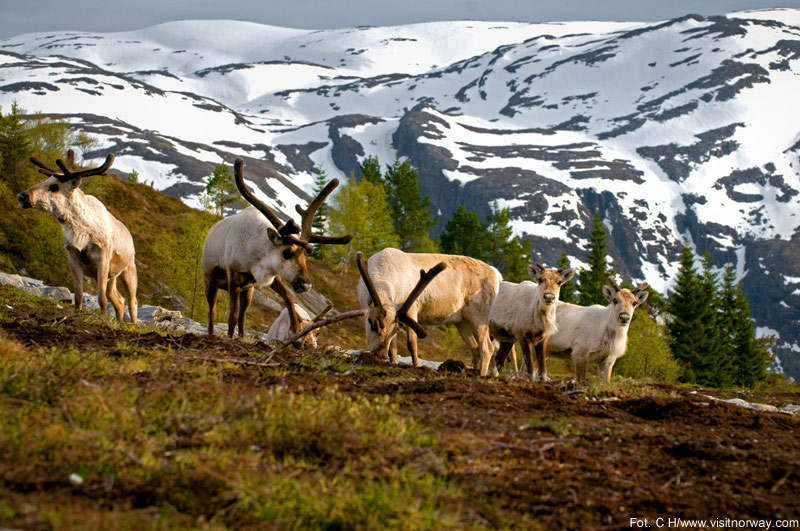 Północna Norwegia jest piękna! Fiordy.com zapraszają
